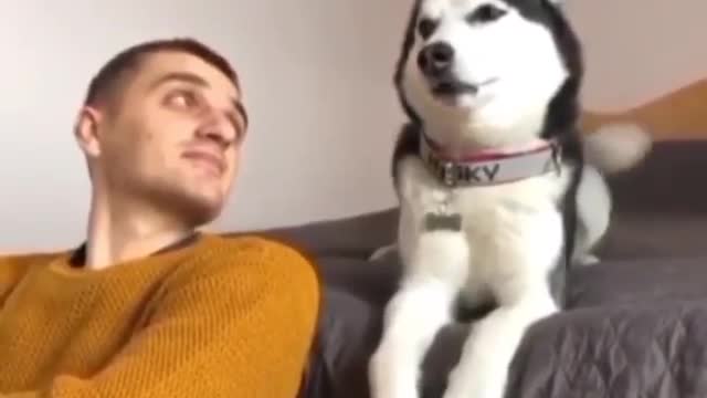 shy husky doesn't want to see at him