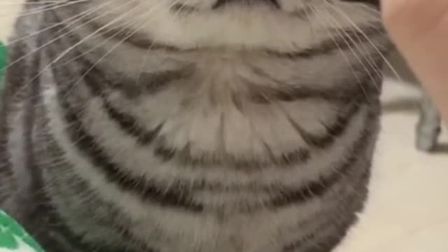 Uncle's house has a lively and cute kitten