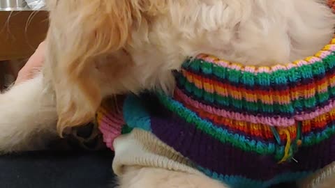 Baby golden retriever