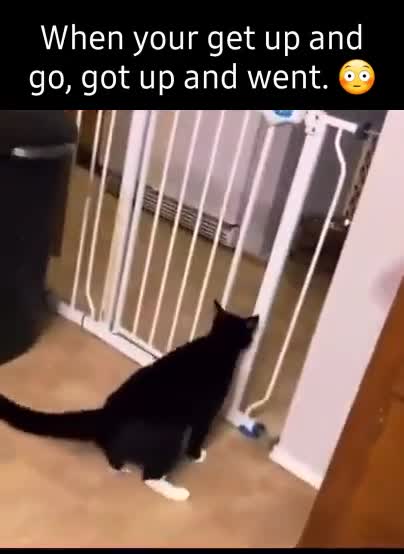 Cat jump