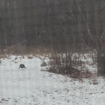 wild turkeys in the yard