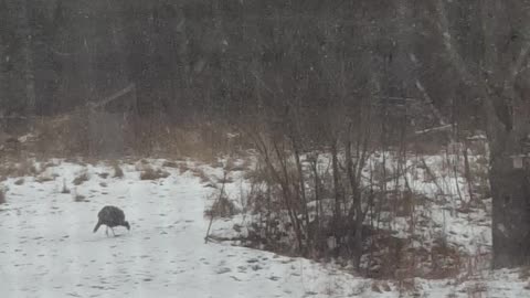 wild turkeys in the yard