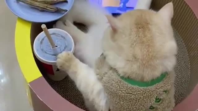 Cute Cats Videos