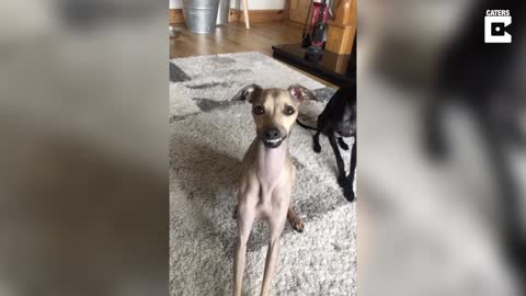 Cute Pooch Shoes Off Her Funny Teeth