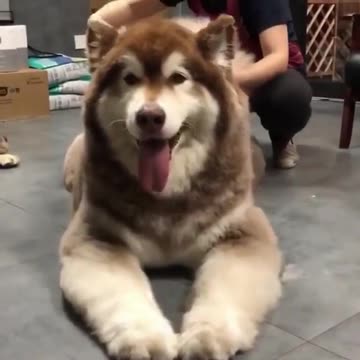 Saves this video to watch later