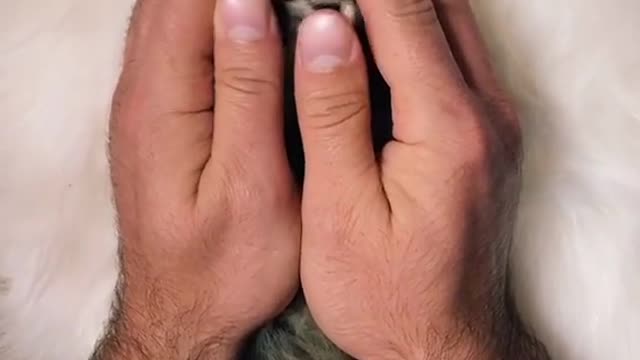 Cut baby Cat videos Don't Skip this video Surprise video
