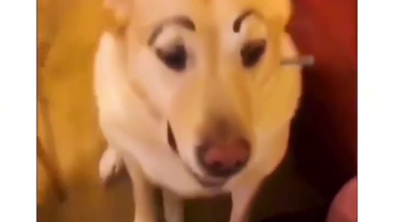 I dare you not to laugh at these funny dogs 🤣 🐕(720P_HD) 2024