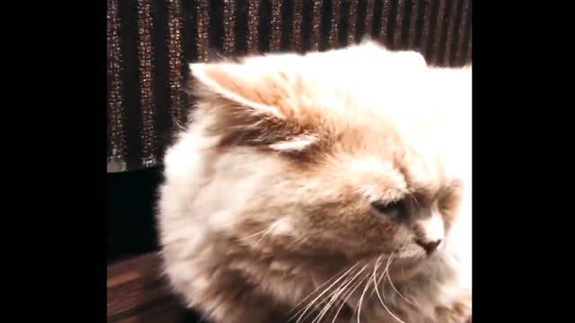 OMG These Cats Are So Cute And Beautiful | Viral Cat | cat2fun |