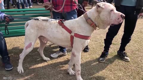 The Most Illegal Dog Breeds!