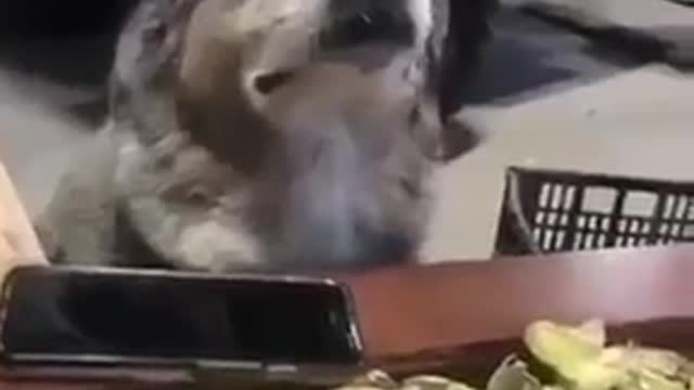 A dog that enjoys instrumental music