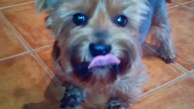 Yorkie vs peanut butter