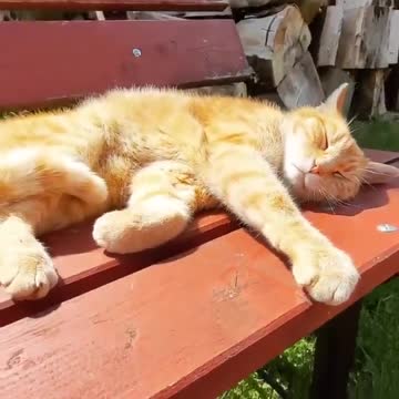 "Enjoy the sun" #catsofinstagram⁠