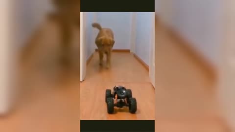 Funny Dog video 2022 | Funny Dog Animal Video