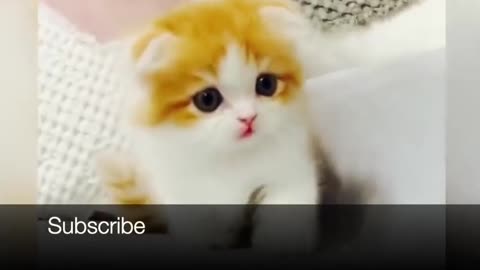 TOP 10 : Funny Compilation Cats ,Funny situations of cats