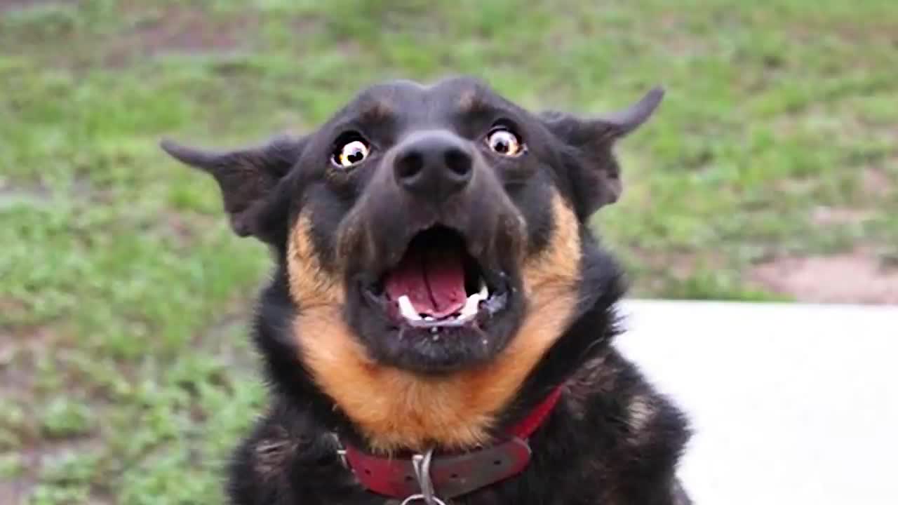 OMG!!! Please help I'm dying watching these FUNNIEST DOGS | FUNNY DOG Videos