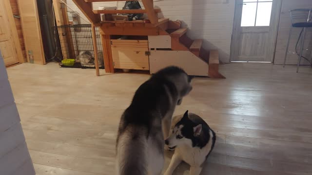 Two Huskies decided to find out who is stronger and almost got into a fight.