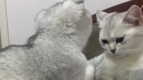 Two interacting cats