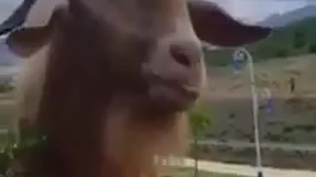 Funny goat imitating man