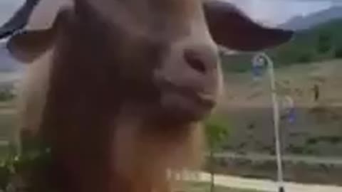 Funny goat imitating man