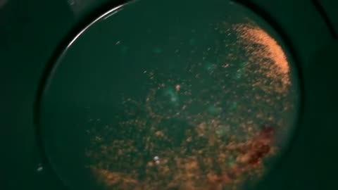Exploring Leechtown Gold Prospecting in Sooke, BC – Just Outside Victoria!