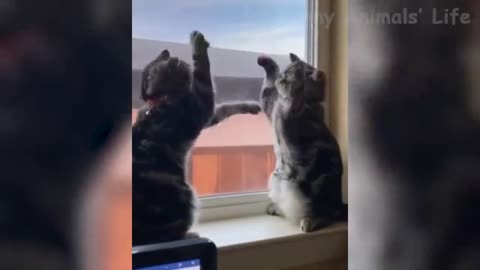 🤣 Funniest 🐶 Dogs And 😻Cats - Try Not To Laugh - Best Of The Funny Animal Videos