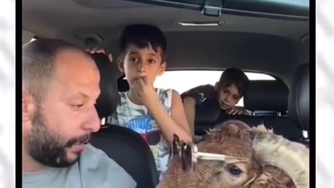 How to teach Animal funny video