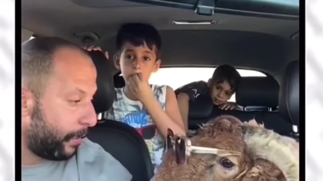How to teach Animal funny video