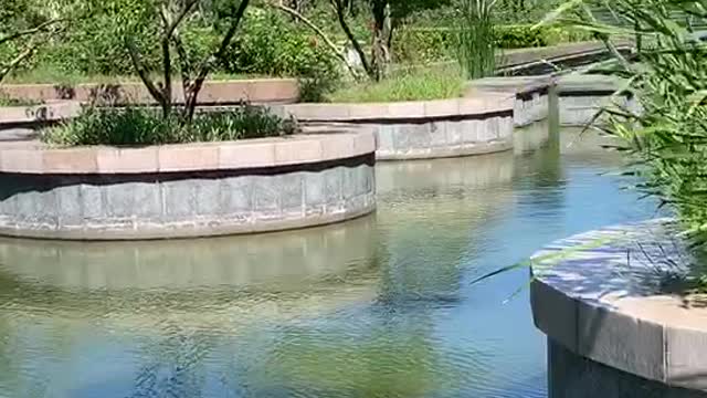 A flower bed in the water