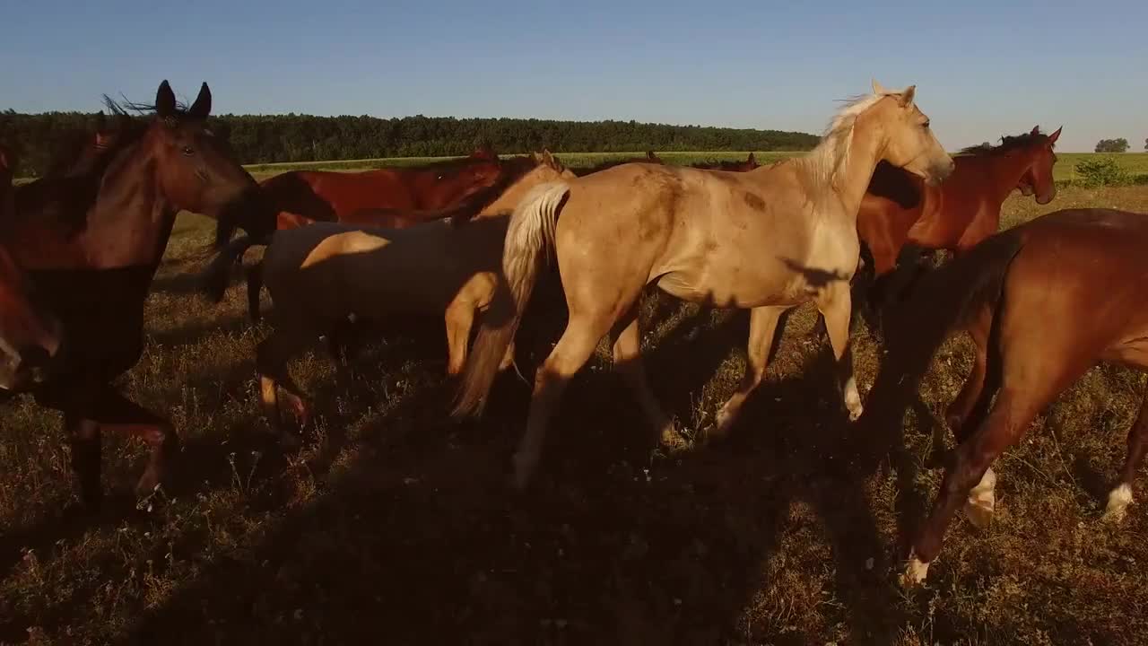 Horse herd walking on meadow. Hoofed brown animals