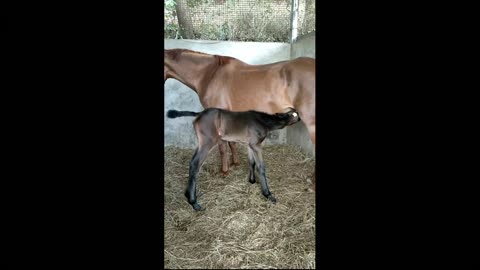 A colt arrives just the other day