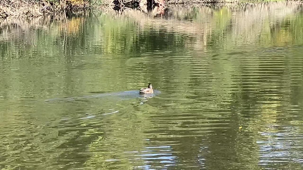 Ducks & People in the River 🦆 4 of 4 #ducks