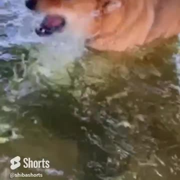 caught playing under the dock