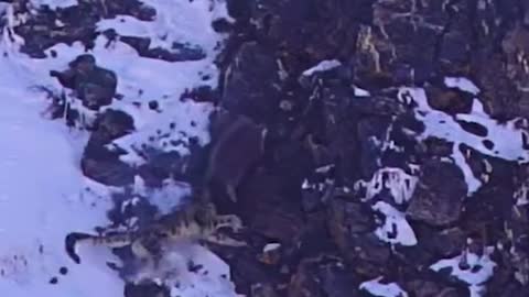 A snow leopard is hunting.