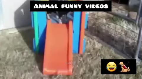 Animal funny videop