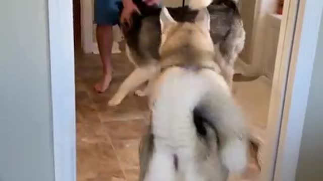 Huskies FREAK OUT after owner vanishes