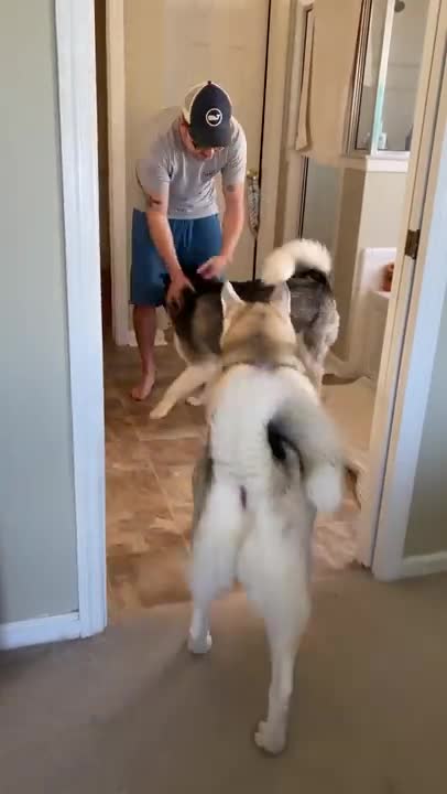 Huskies FREAK OUT after owner vanishes
