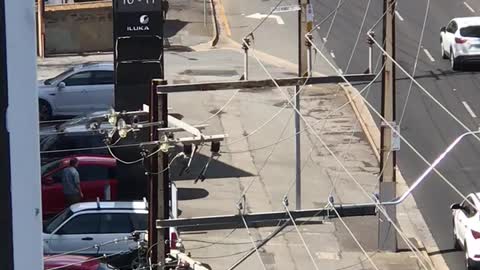 Kangaroo Weaves Through Traffic