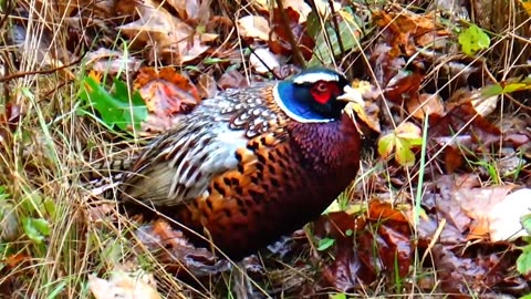 Pheasant