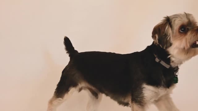 Beautiful puppies dancing.