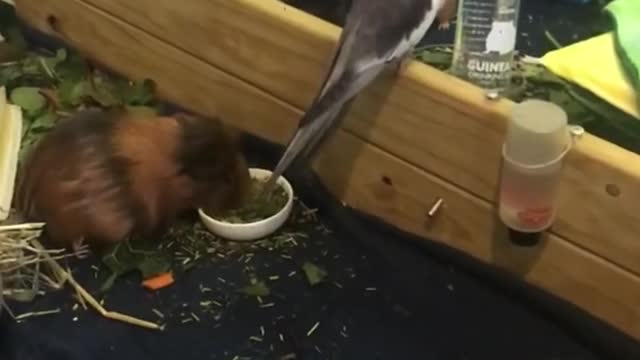 Weird Guinea Pig..