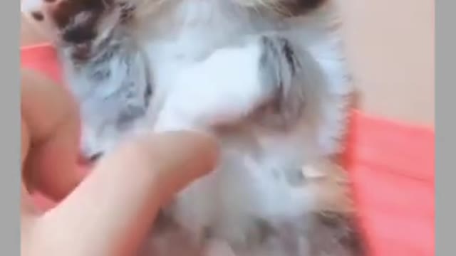 Funny video of pets