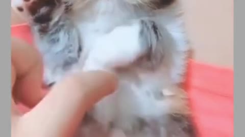 Funny video of pets