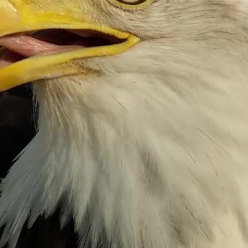 The Iowa bald eagle queen, DNF 👑