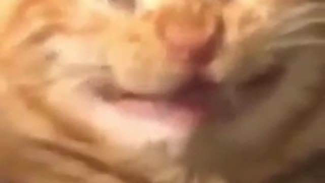 Gatinho fazendo caretas