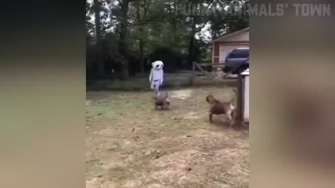 Funny Animals Video