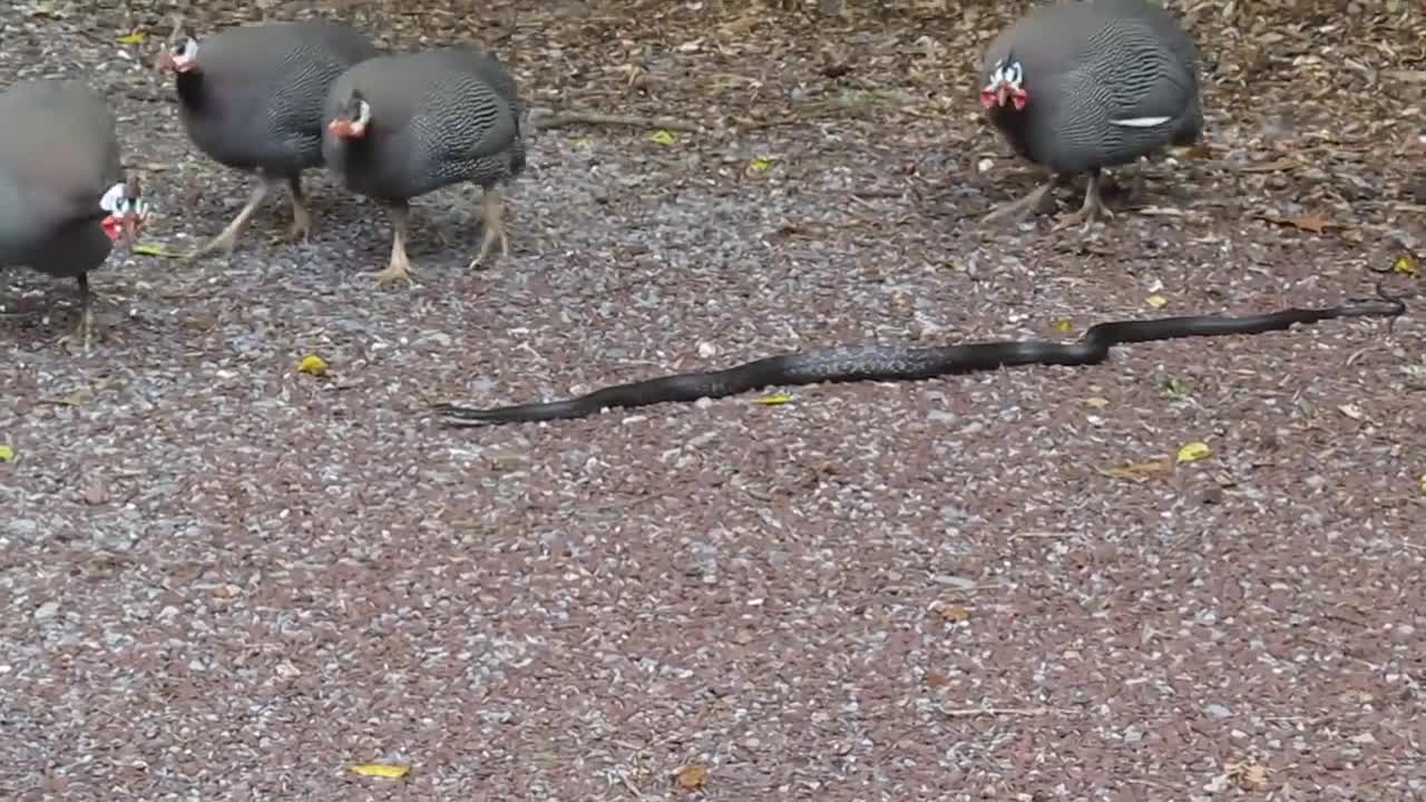 A guinea fowl parade around a poor snake.