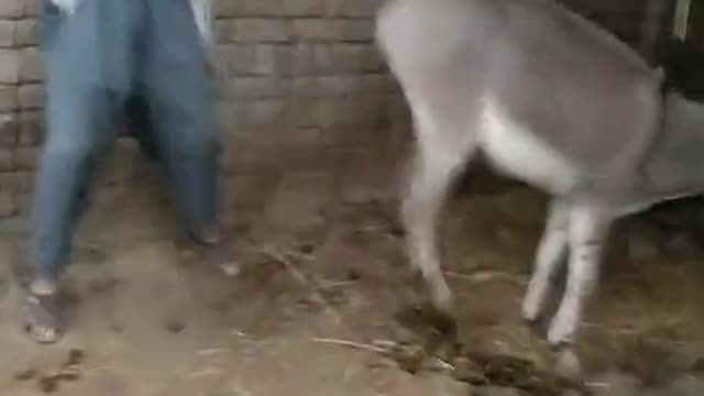 Funny video