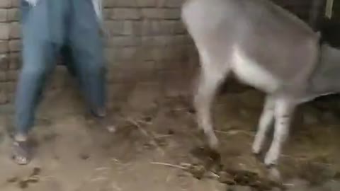 Funny video
