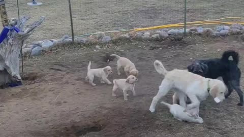 Labradoodles playing