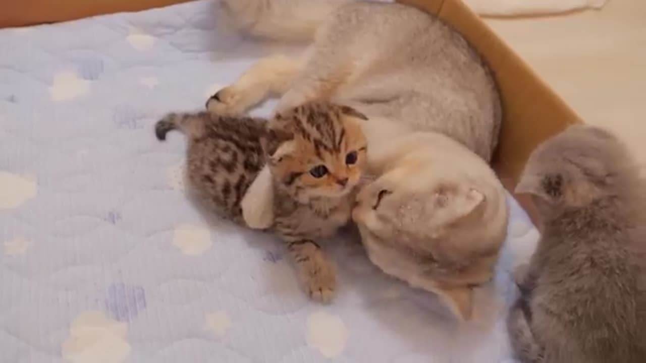 The kitten approaching the daddy cat to play with him was so cute.
